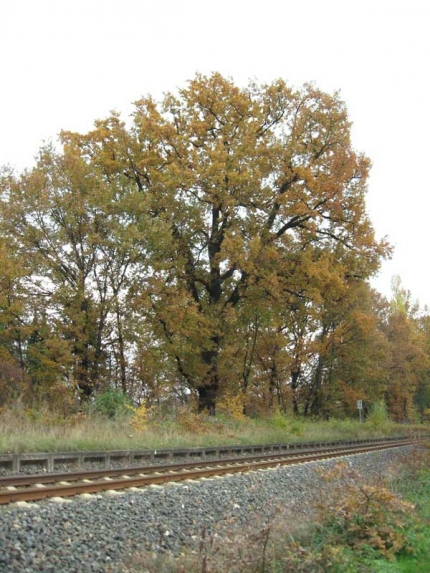 Bild 1 von Eiche am Haltepunkt Klausheide